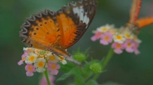 5129608-uhd_3840_2160_24fps