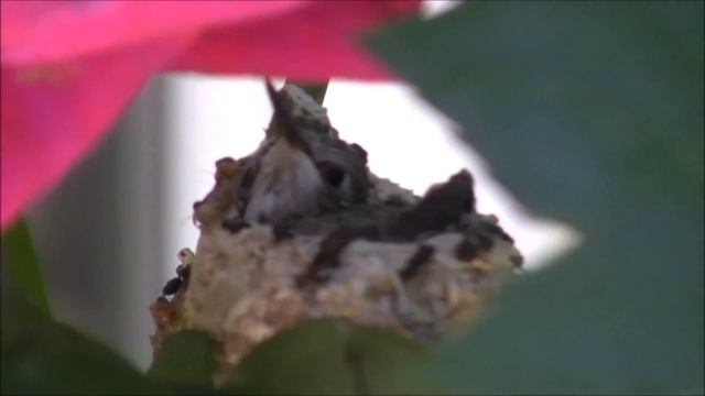 A Hummingbird Birth Story & Video смотреть онлайн