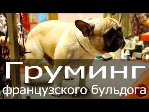 Груминг французского бульдога, стрижка когтей, мытье собаки