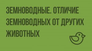 Земноводные. Отличие земноводных от других животных. Видеоурок по окружающему миру 1 класс