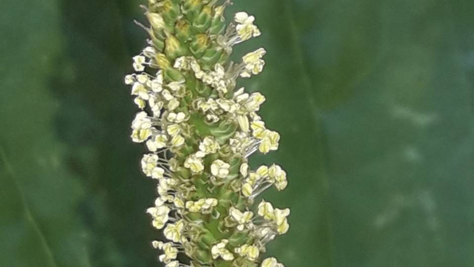 210. Подорожник большой - Plantago major