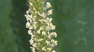 210. Подорожник большой - Plantago major