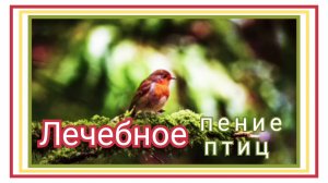 Лечебное пение птиц.