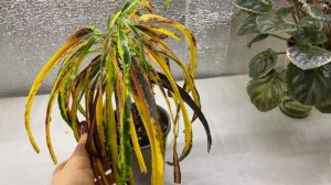 ЧТО РАСТЕТ НА ПОЛКАХ | Комнатные растения | Будни цветовода