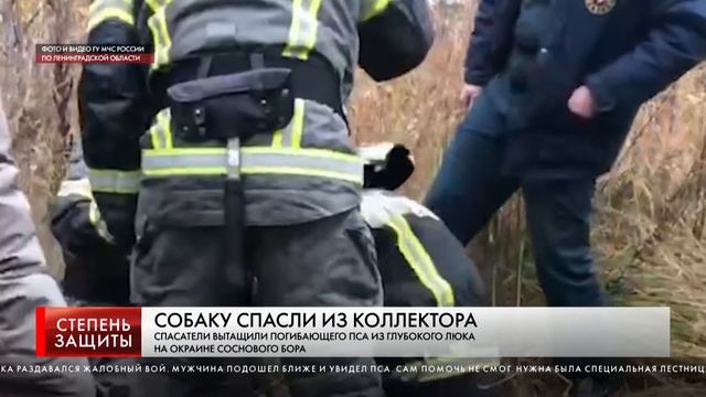 СОБАКУ СПАСЛИ ИЗ КОЛЛЕКТОРА смотреть онлайн