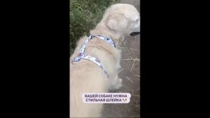 Анатомическая шлейка для собак