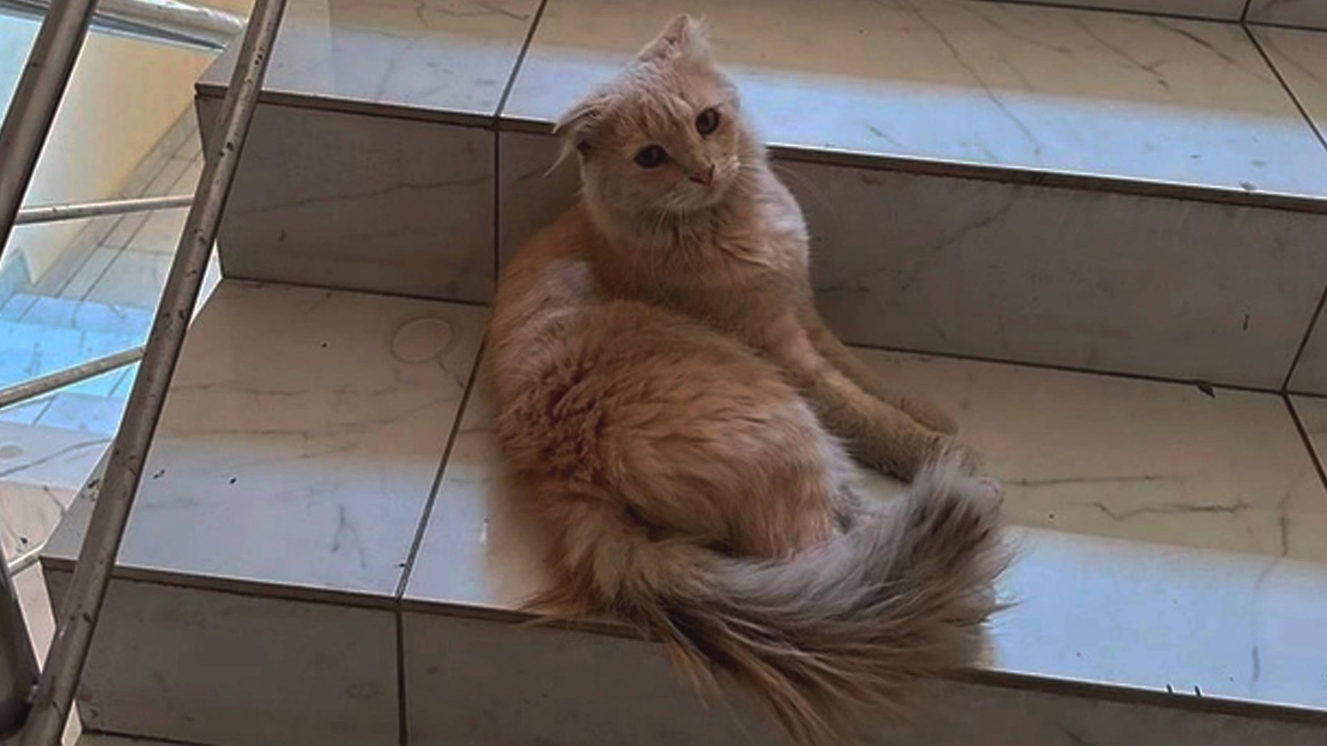 Котика которому больно ходить даже по камням выгнали в холод в снег и мороз