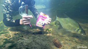 Подводная съемка КОРМЛЮ РЫБУ КОРМОМ ДЛЯ КОШЕК НА РЕКЕ!