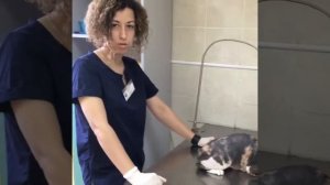 Техника подкожной инъекции кошке