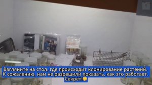 Лаборатория микроклонов в Таиланде