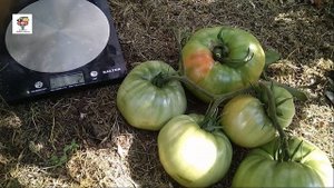 Мой любимчик томат Розовый гигант
