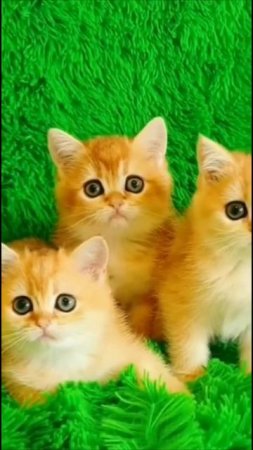Смешные коты #48-7