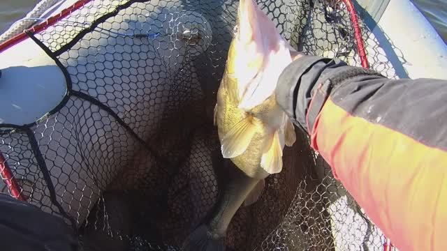 Волчихинское водохранилище (Флюс). Судак, щука, лещ. смотреть онлайн