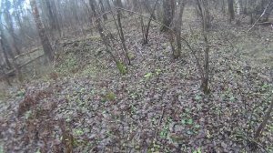 Закрытие сезона. Коп по старине в лесу возле деревни.