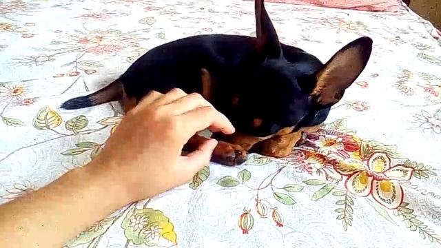 Почему переименовала канал ? История нашего канала / Beauti Pets . смотреть онлайн