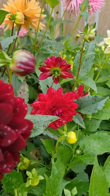 Glittery Dahlias in the Rain #shorts #fall #Dahlia #flowers смотреть онлайн