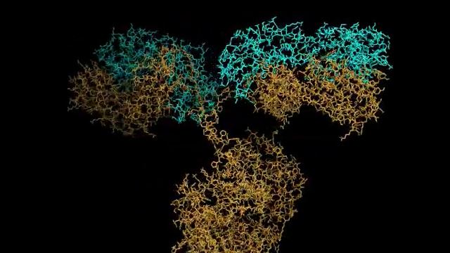 IgG Structure