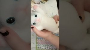 Таба котик