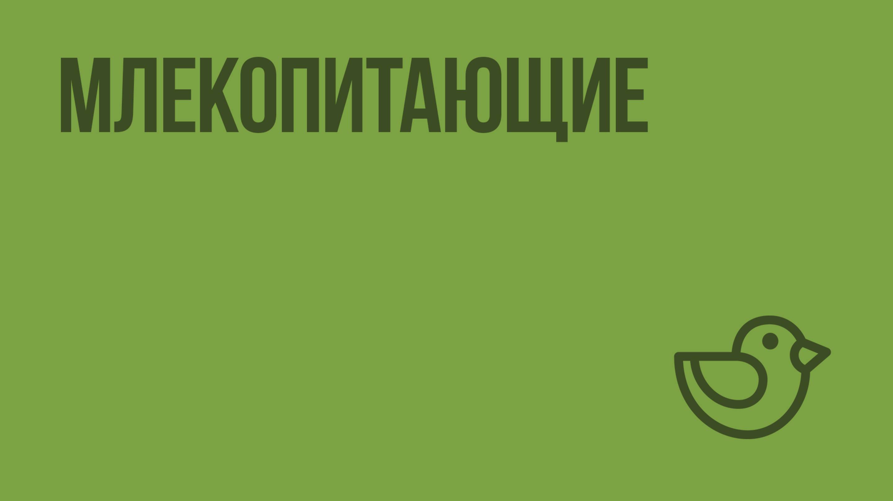 Млекопитающие. Видеоурок по окружающему миру 1 класс