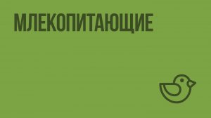Млекопитающие. Видеоурок по окружающему миру 1 класс
