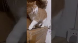 Осторожно, котики!29