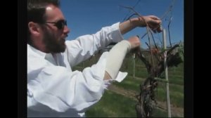 Сбалансированная ранневесенняя обрезка лабрусковых сортов винограда на высоком кордоне (Миннесота)