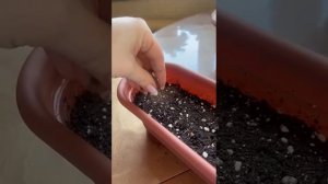 368. Самые неприхотливые однолетние цветы