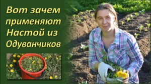 Вот как готовят и применяют настой из одуванчиков в саду и огороде