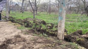 САД ДО И ПОСЛЕ УБОРКИ | БУДНИ ЦВЕТОВОДА