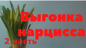 Нарцисс. Выгонка нарцисса. Луковица и цветок. 
Часть 2.