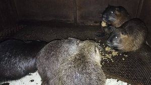 Обещают СНЕГОПАД! Кормление НУТРИЙ (вечернее) : каша со свеклой. 08.04.25