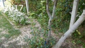 Как привить грушу на иргу?