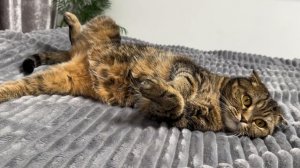 ЧЕССИ🐯ЛЮБИМИЦА МОЯ