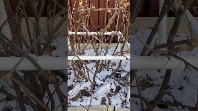 Органика для моих кустарников.