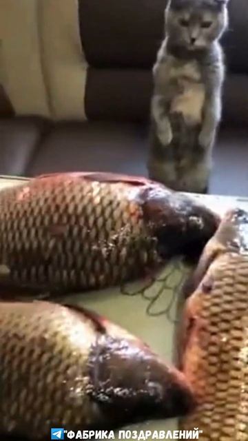 У кота сбылась мечта его жизни! Второго раза может не быть! смотреть онлайн