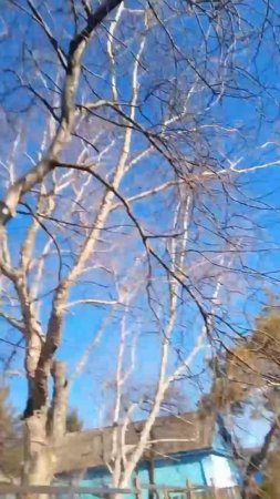 Птицы прилетели и наделали дел. Весна.