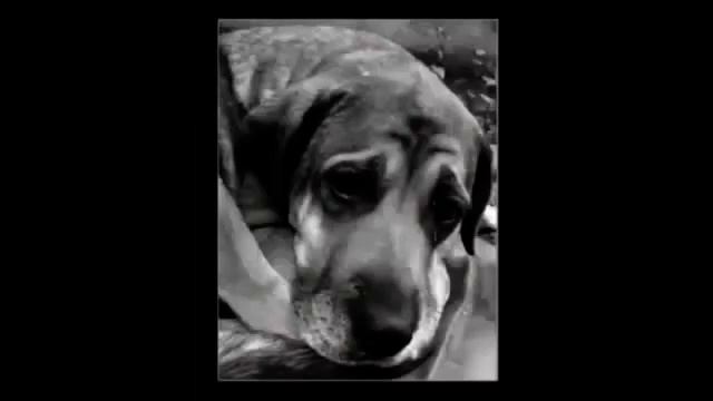 Перелом лапы у старой собаки! Результат  Аврора смотреть онлайн