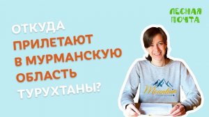 Откуда прилетают турухтаны? Лесная почта Лапландского заповедника