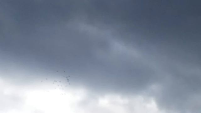 5 сентября 2021 выпуск  голубей 19 километр