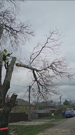 Спил дерева, падение огромной ветки в замедленной съемке!