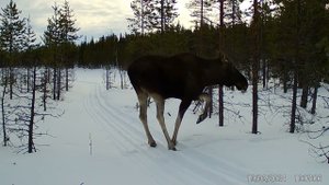 Осторожный лось на снегоходной трассе. Фотоловушка Лапландского заповедника