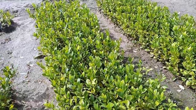 कागजी नींबू के बारहमासी पौधे अच्छी क्वालिटी के। नींबू के पौधे कहां से लें। nimbu lemon ki nursery |