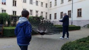 Удивительный мир птиц. Павлины!