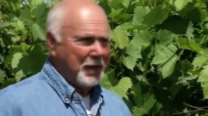 От - 40 до + 40 Виноградники в Миннесоте (США)