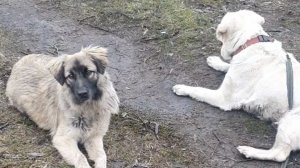 Невыносимо жалко их...