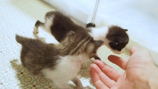 まん丸お腹の子猫が起き上ろうとかわいい手足をバタバタさせる【赤ちゃん猫　保護猫】 смотреть онлайн
