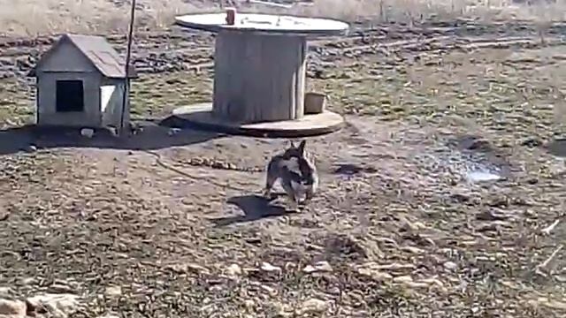 Собака хочет откусить себе хвост смотреть онлайн