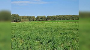 О канале. Sobre el canal.