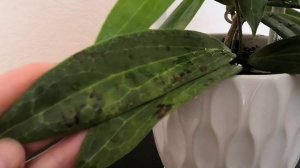 Цветёт хойя Blashernaezii🌿💚 (Блашернейзи)