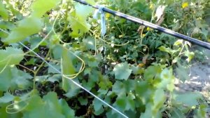Виноград  Система полива винограда на шпалерах